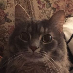 Meet your Posher, Shayla